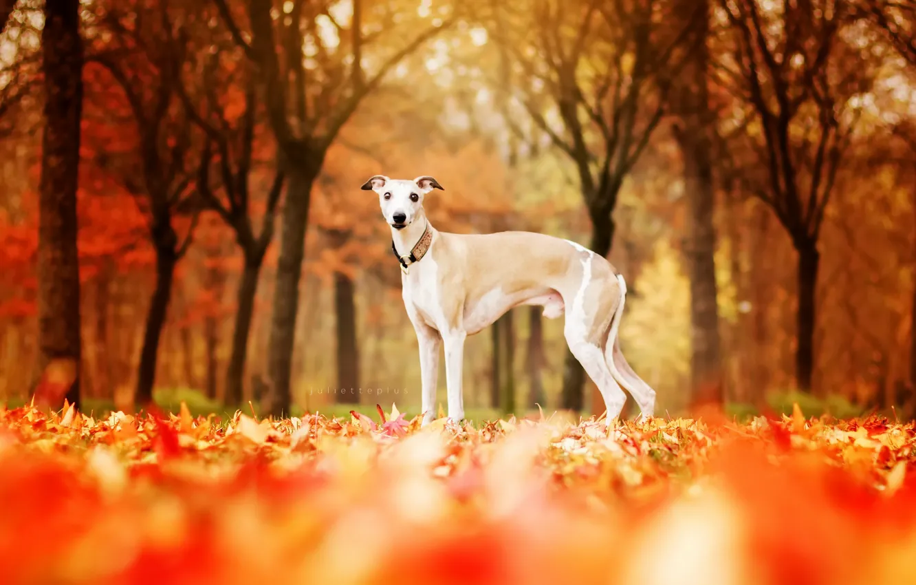 Photo wallpaper autumn, each, dog