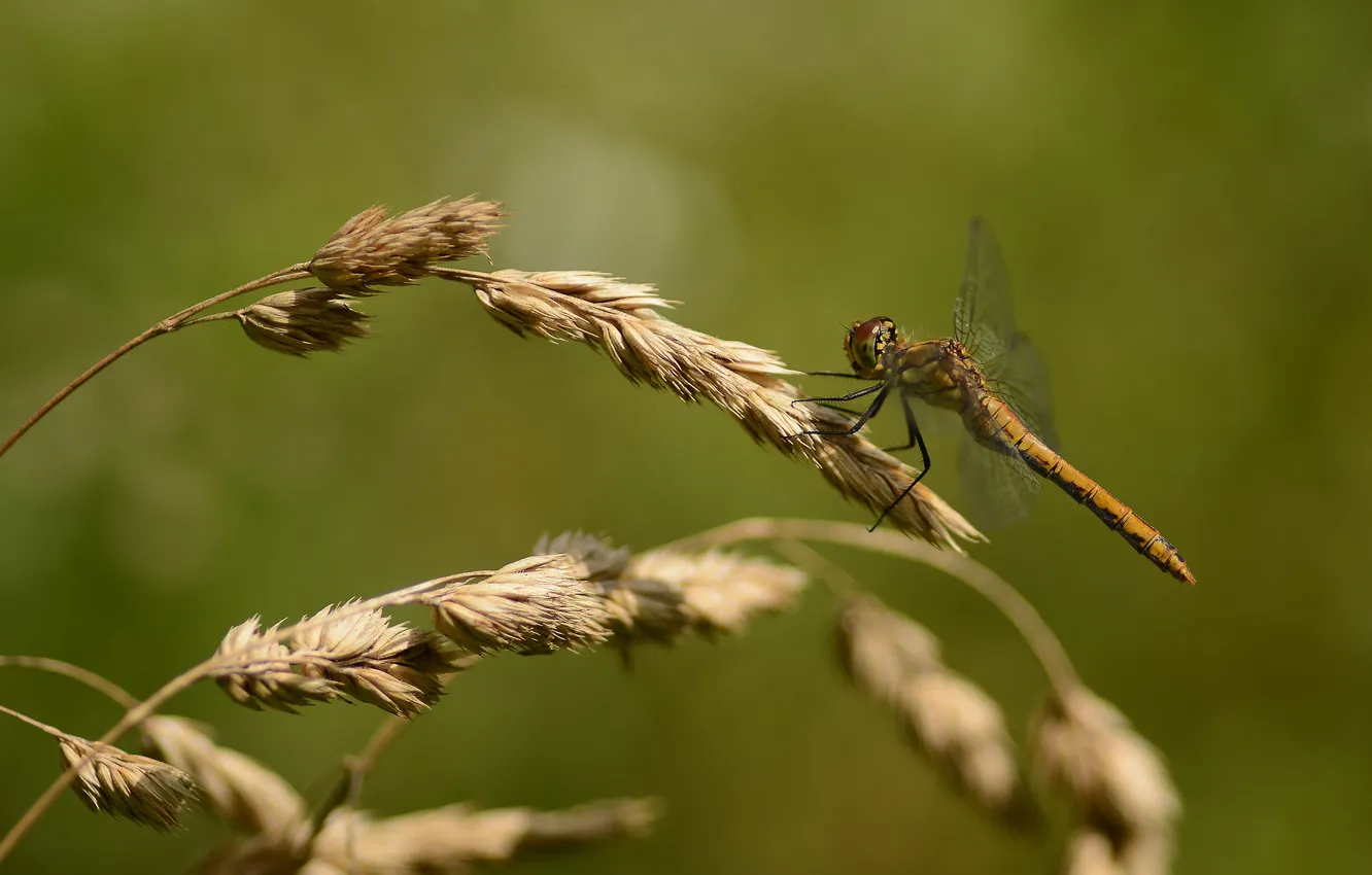 Photo wallpaper macro, nature, background, dragonfly, bokeh, dry grass