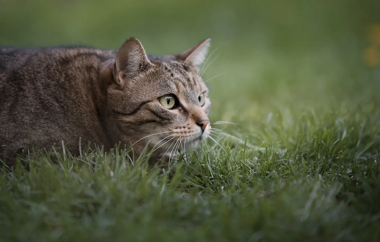 Photo wallpaper grass, cat, hunting