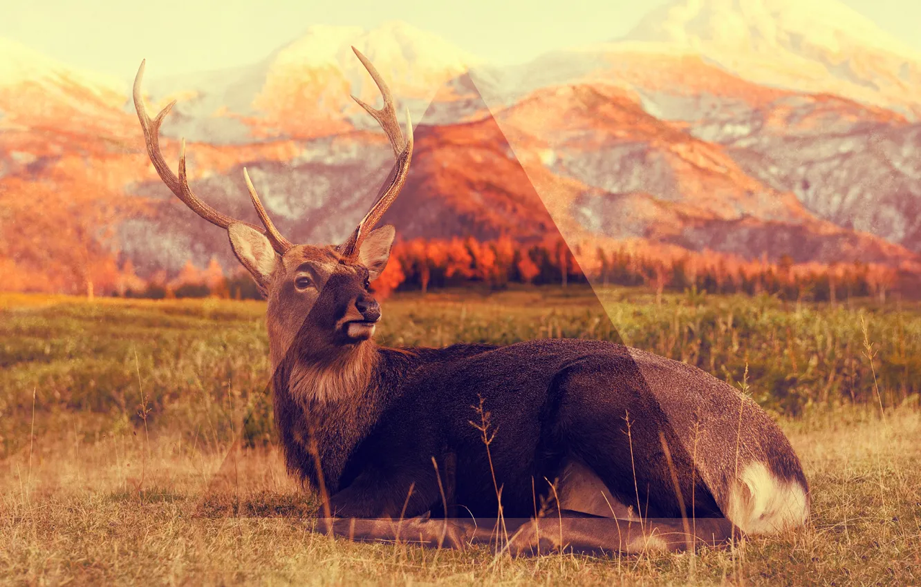 Photo wallpaper nature, animal, triangle