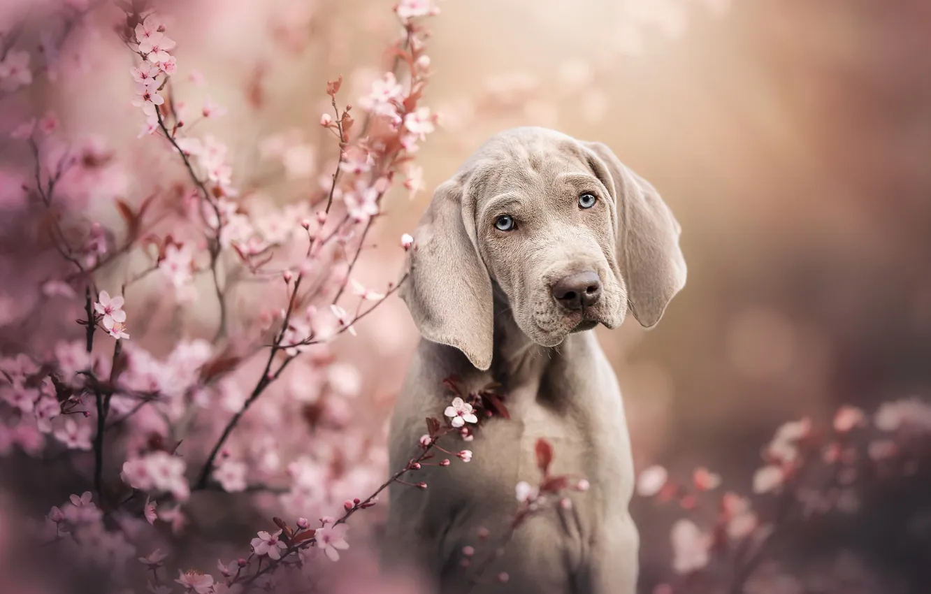 Photo wallpaper branches, dog, puppy, face, flowering, flowers, bokeh, The Weimaraner