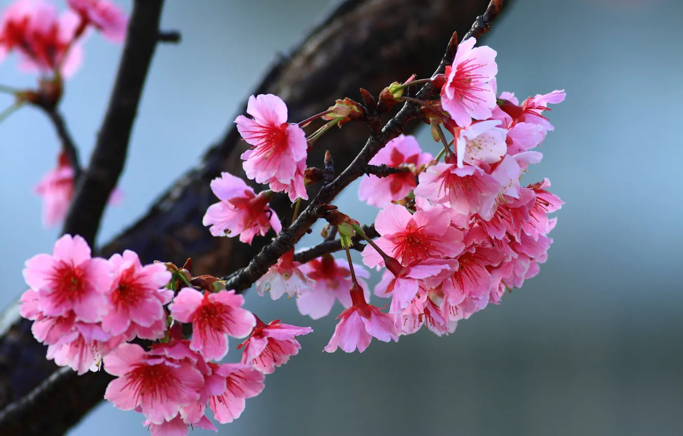 Photo wallpaper flowers, tree, spring, flowering tree, twigs