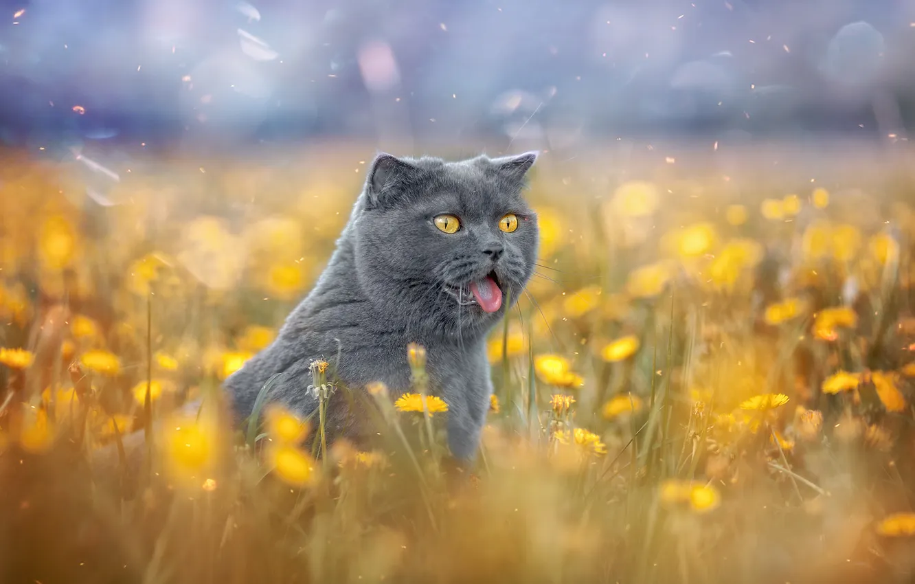 Photo wallpaper language, cat, cat, flowers, dandelion, muzzle, British Shorthair, Victor Kholudeev