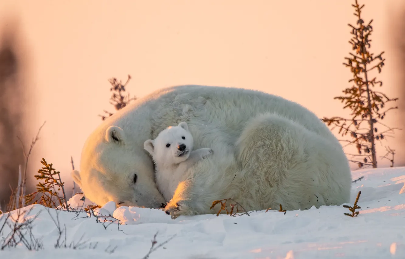 Photo wallpaper winter, animals, snow, nature, predators, bear, cub, polar bears