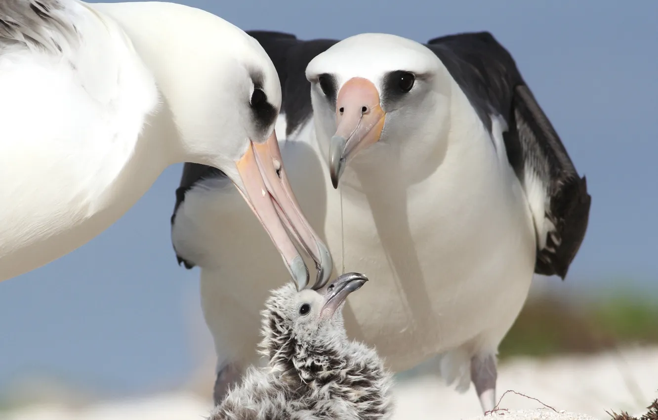 Photo wallpaper birds, chick, parents, albatrosses
