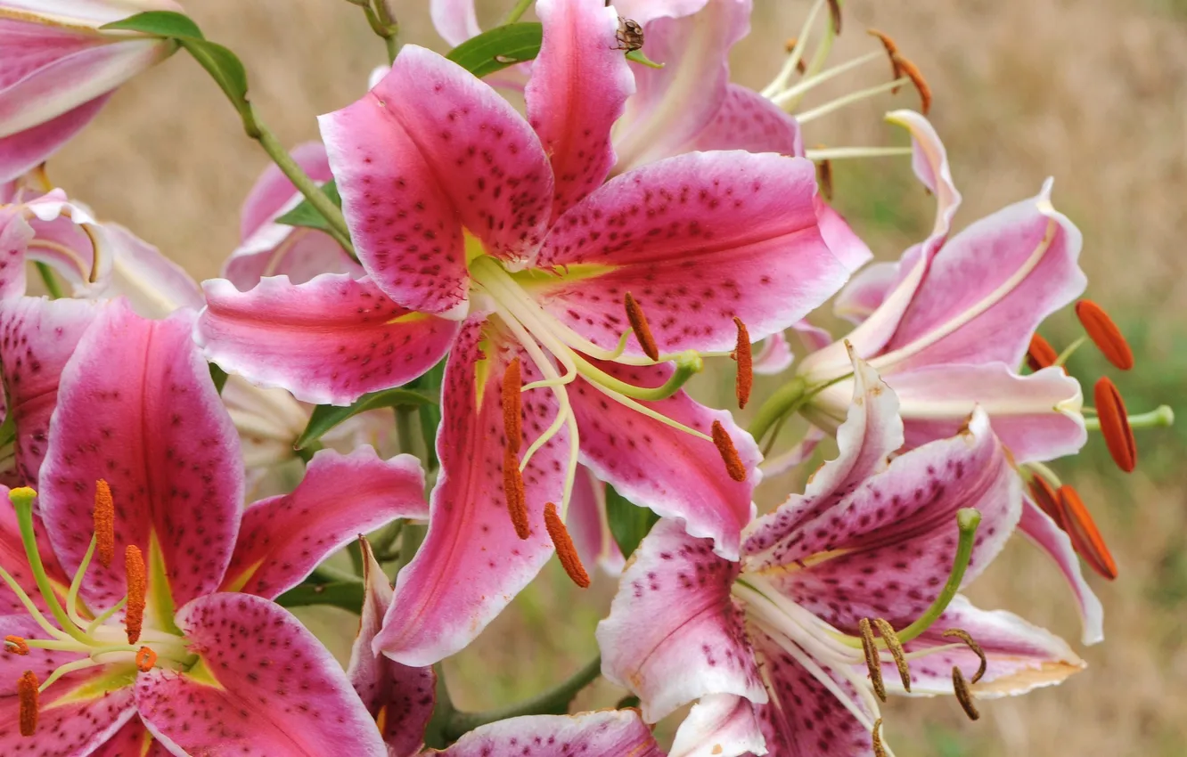Photo wallpaper macro, nature, Lily, petals