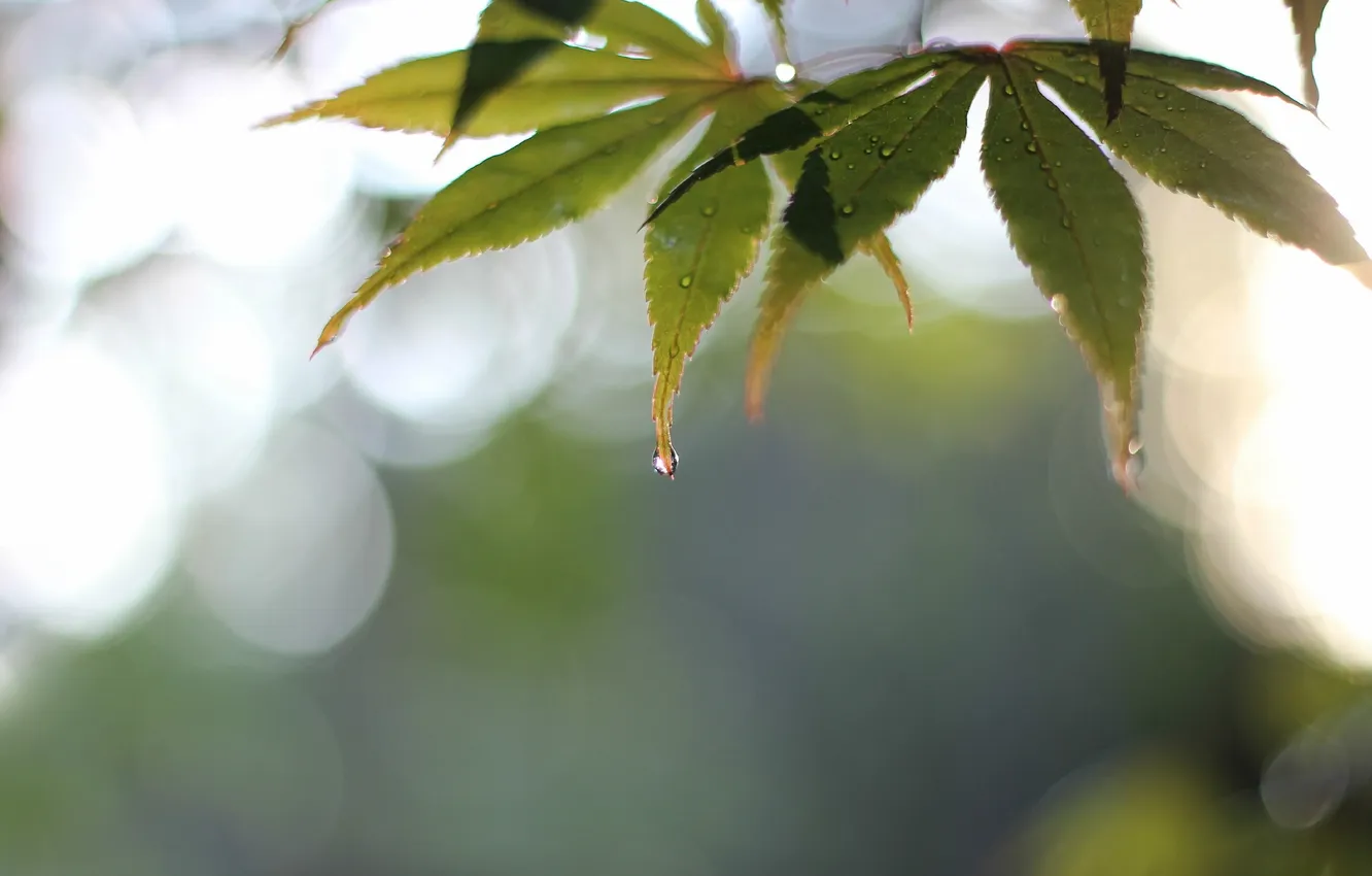 Photo wallpaper autumn, leaves, nature