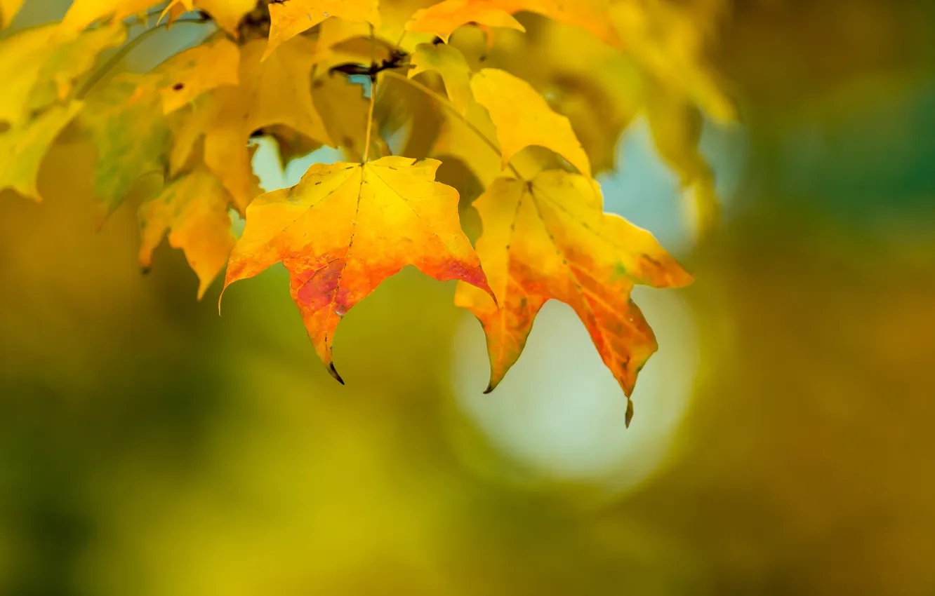 Photo wallpaper autumn, leaves, nature, color