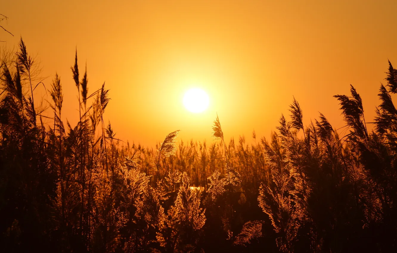 Photo wallpaper sunset, nature, grass