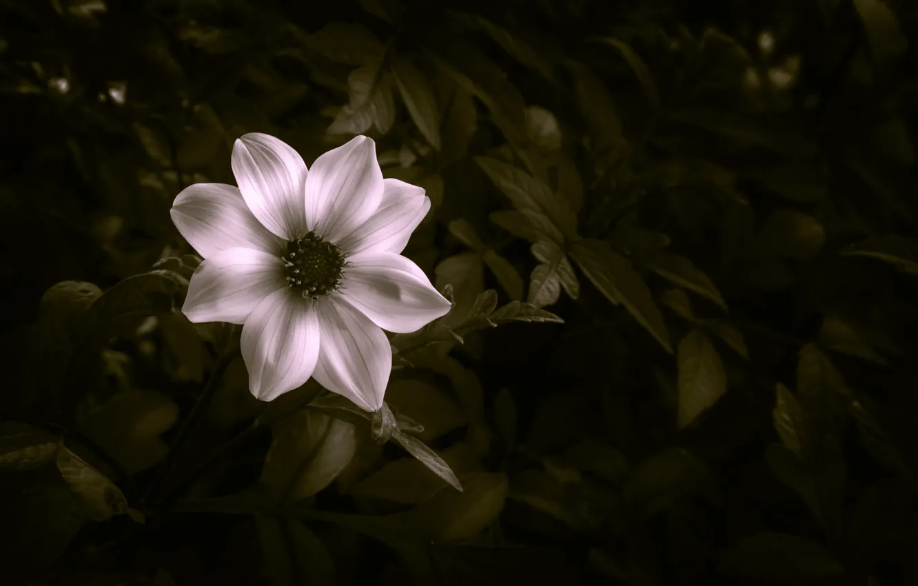 Photo wallpaper leaves, flowers, petals