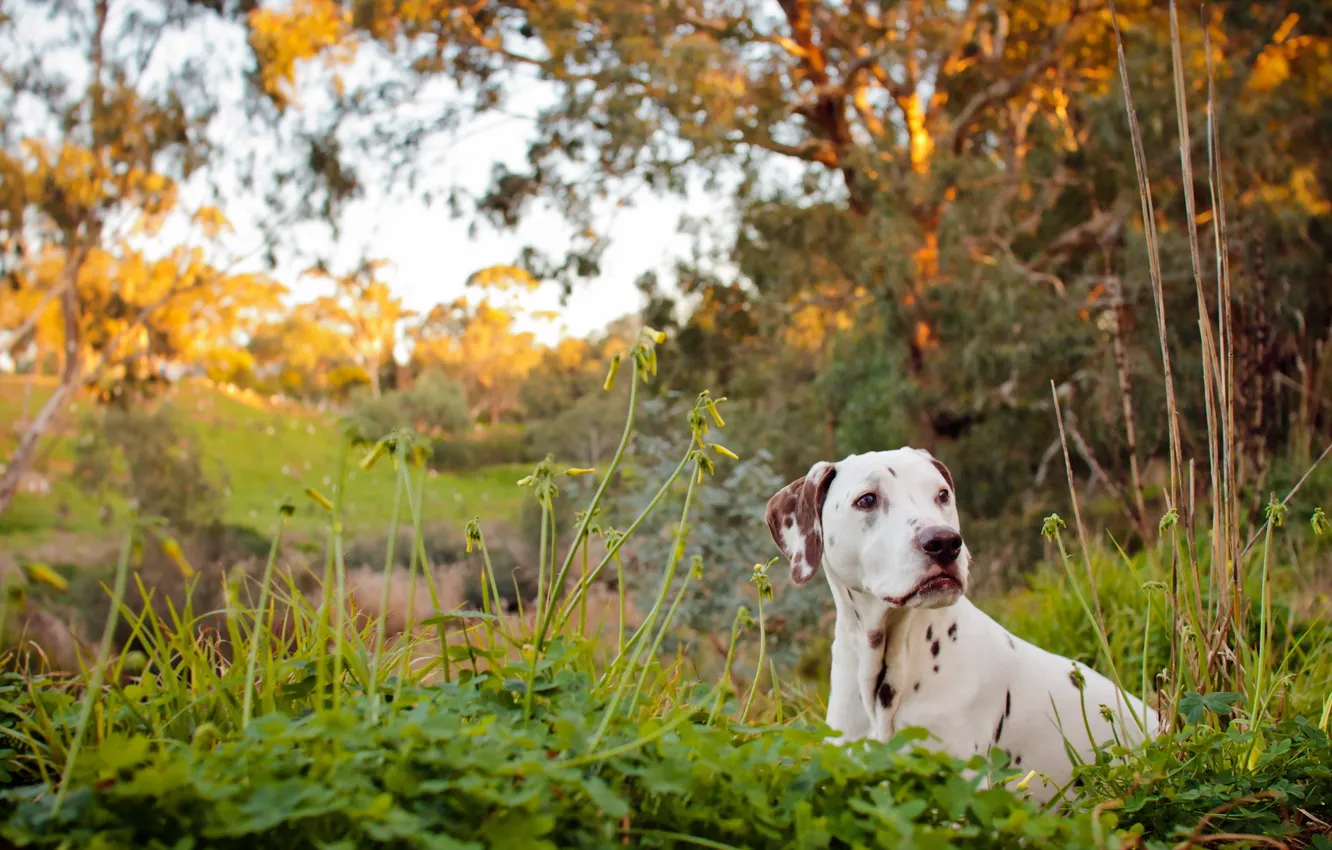 Photo wallpaper river, dog, dalmatian