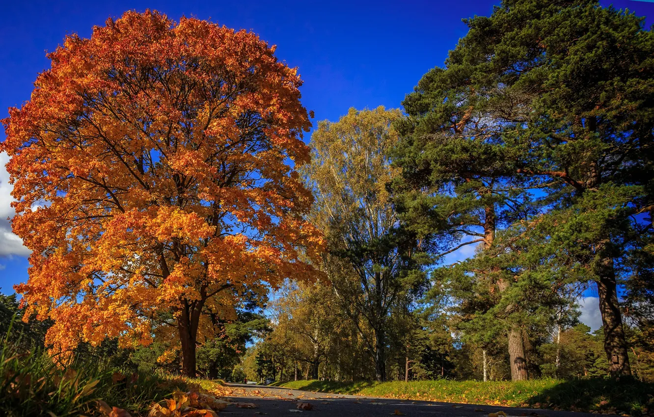 Photo wallpaper road, autumn, the sky, leaves, the sun, trees