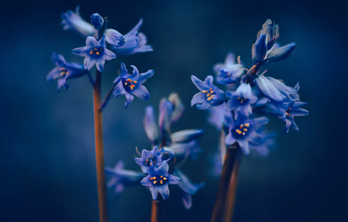 Photo wallpaper macro, background, bells