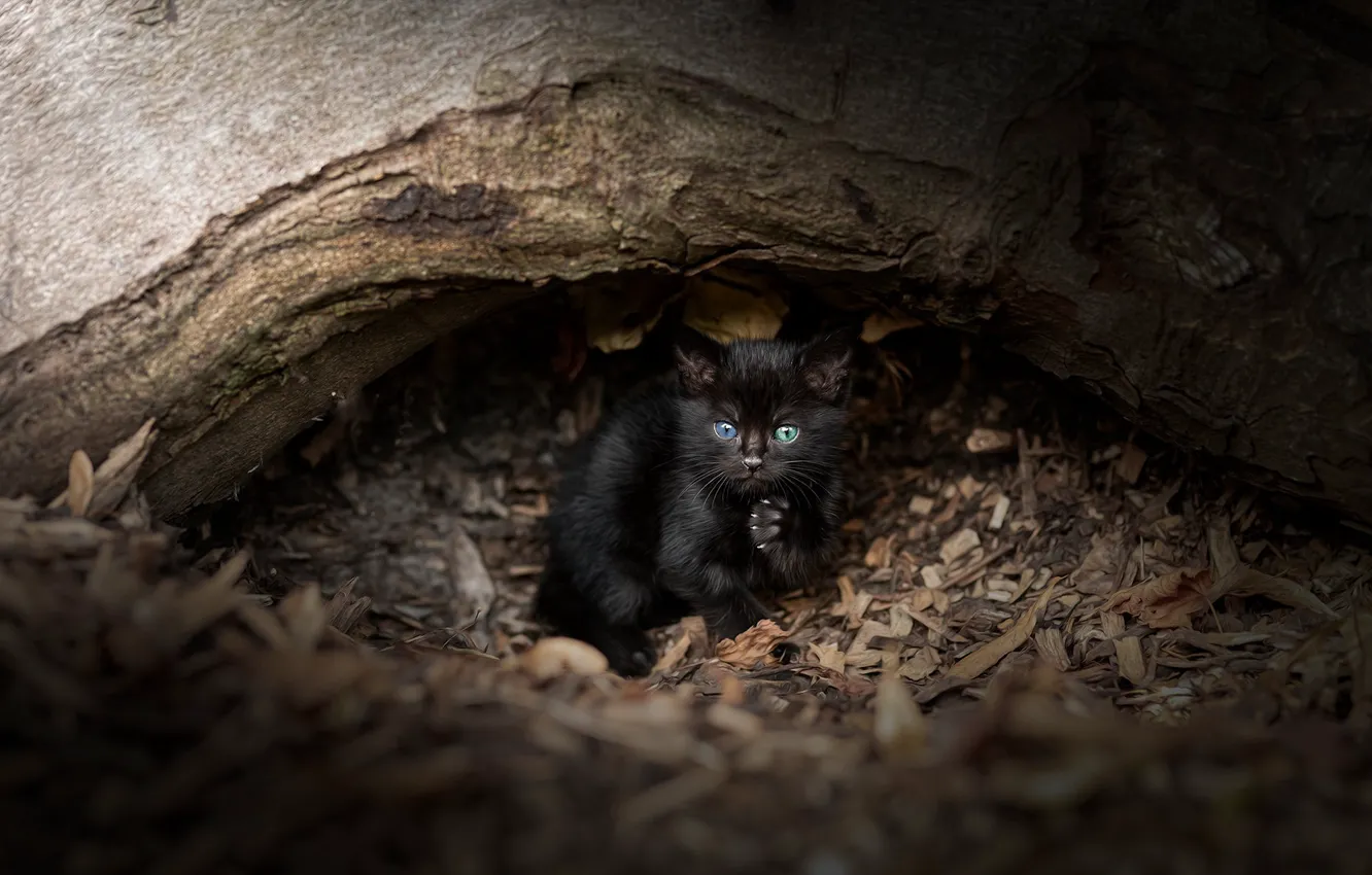 Photo wallpaper cat, look, nature, the dark background, kitty, tree, black, baby