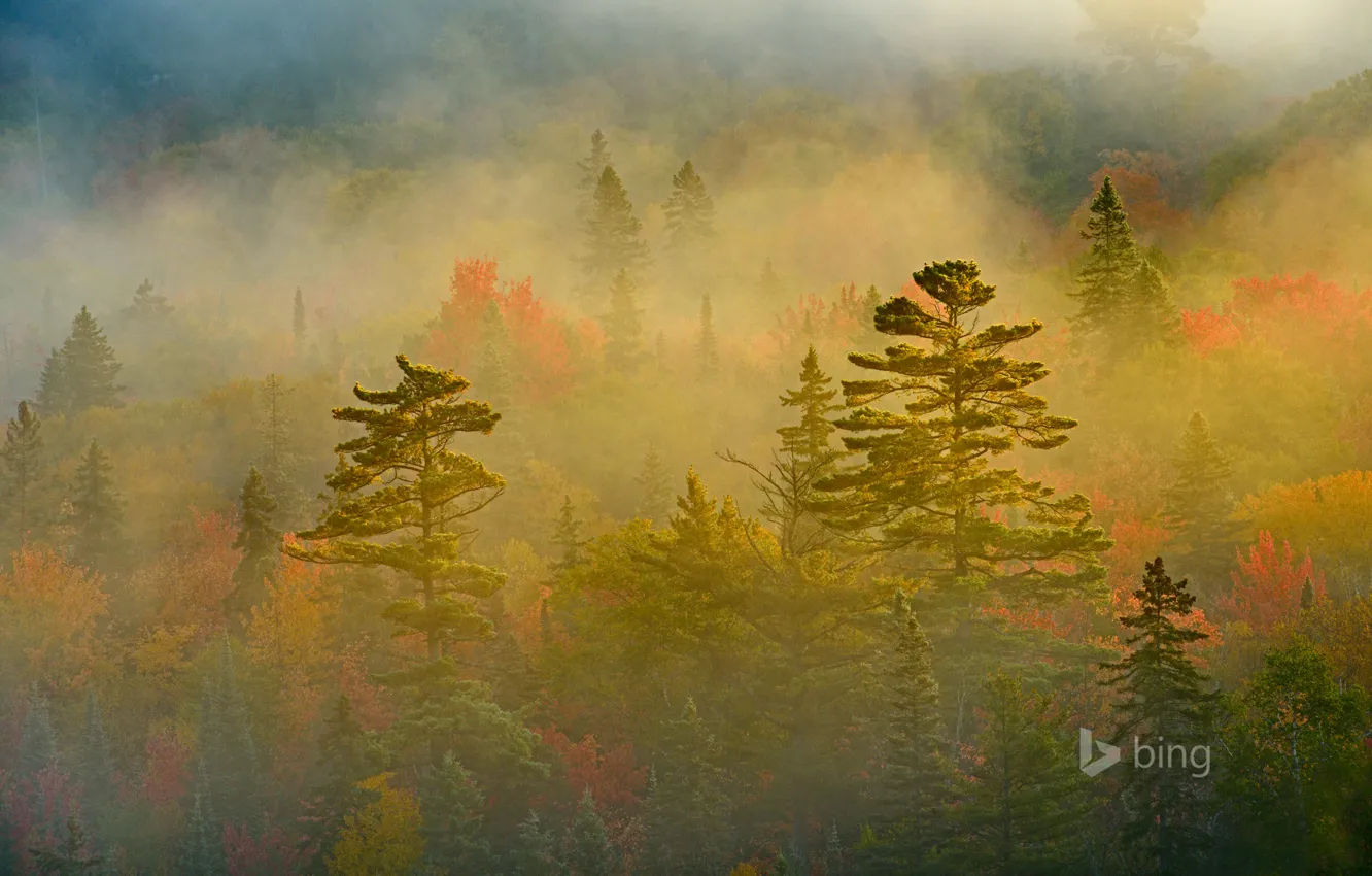 Photo wallpaper autumn, forest, fog, Canada, Ontario, Lake Superior Provincial Park