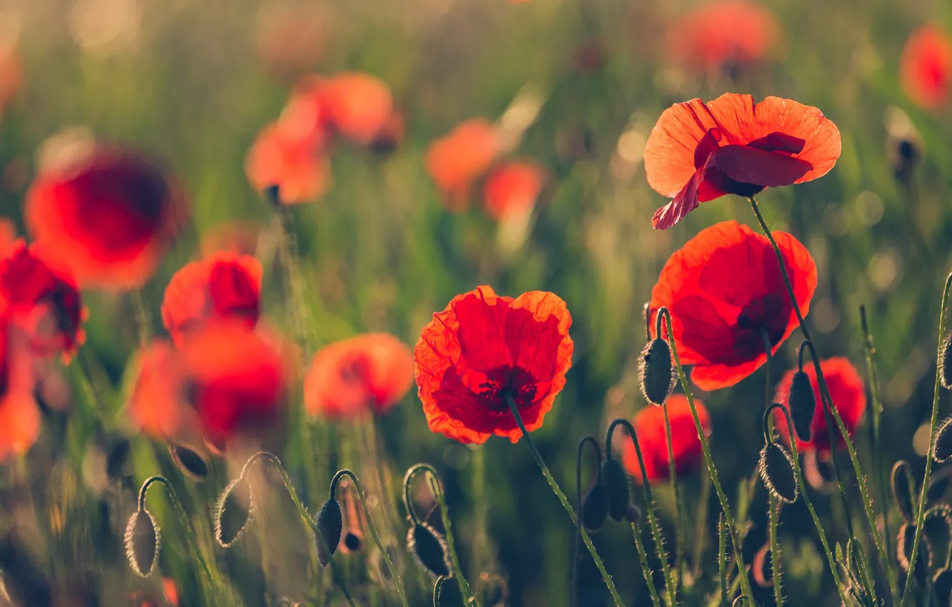 Photo wallpaper flowers, red, Maki, bokeh, poppy field