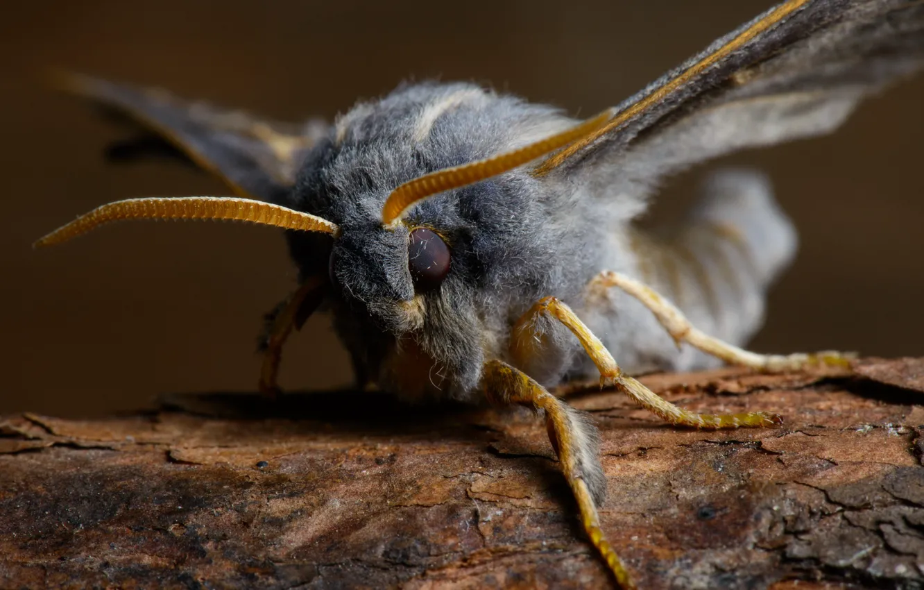 Photo wallpaper wings, legs, hairy, fluff, moth, Insect