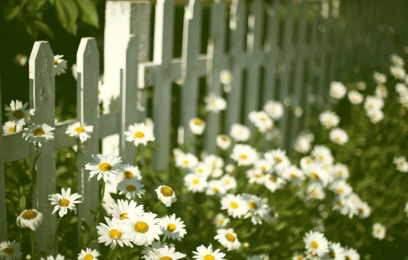 Photo wallpaper flowers, background, widescreen, Wallpaper, mood, the fence, chamomile, Daisy