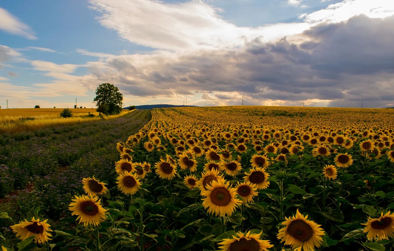 Photo wallpaper field, the sky, sunflowers