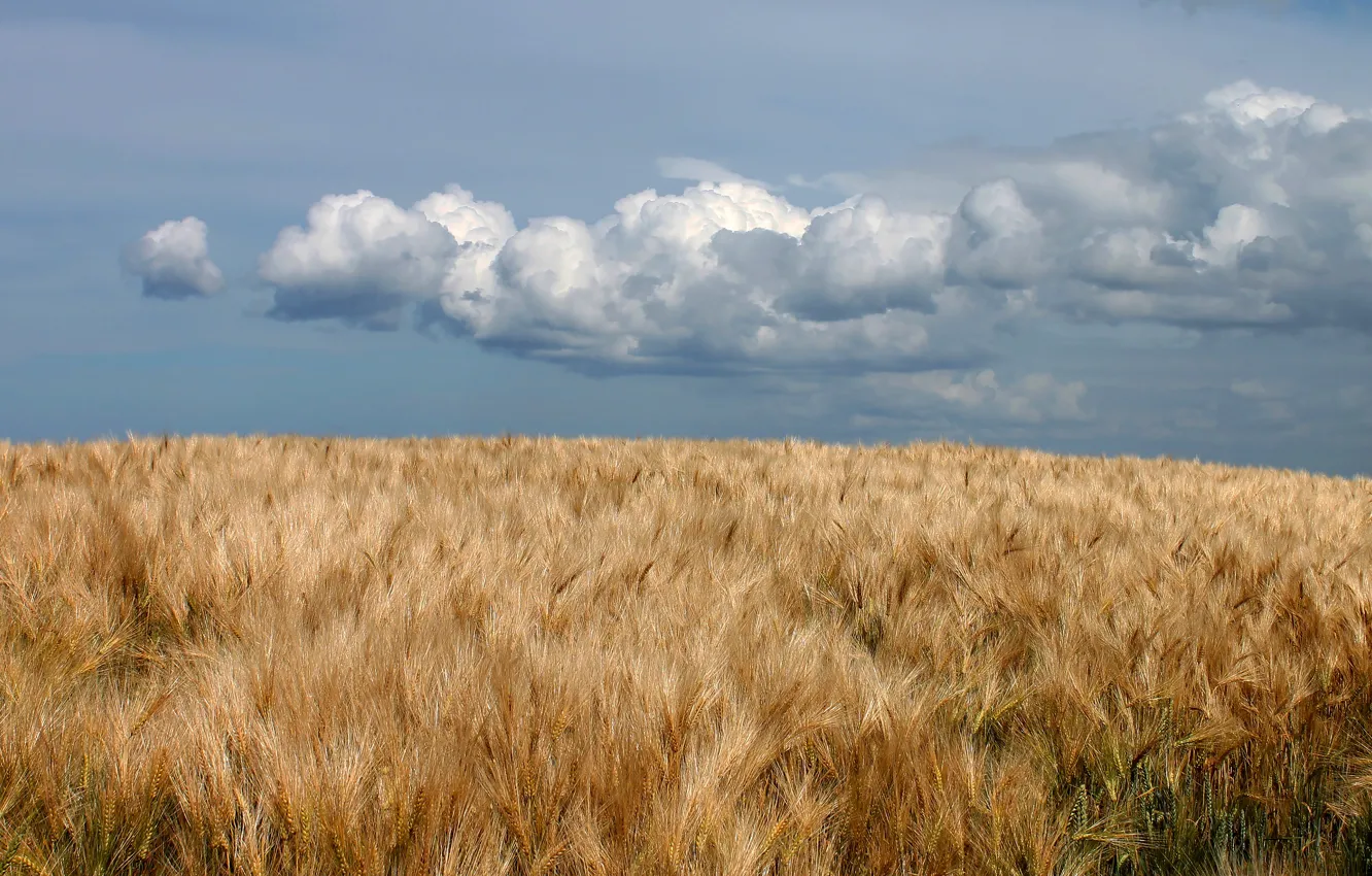 Photo wallpaper field, clouds, ears