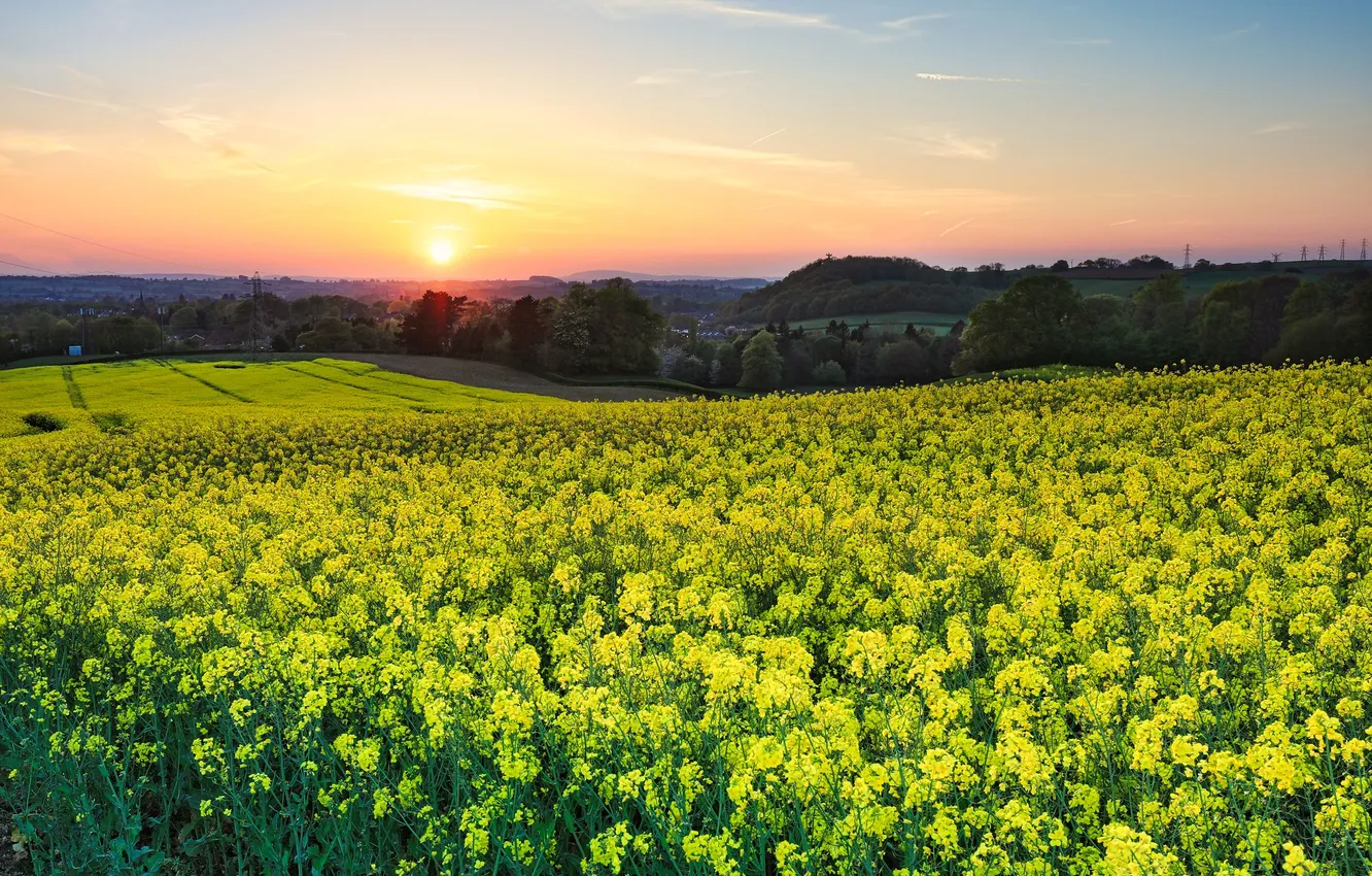 Photo wallpaper field, forest, the sun, flowers, yellow, dawn, spring, meadow