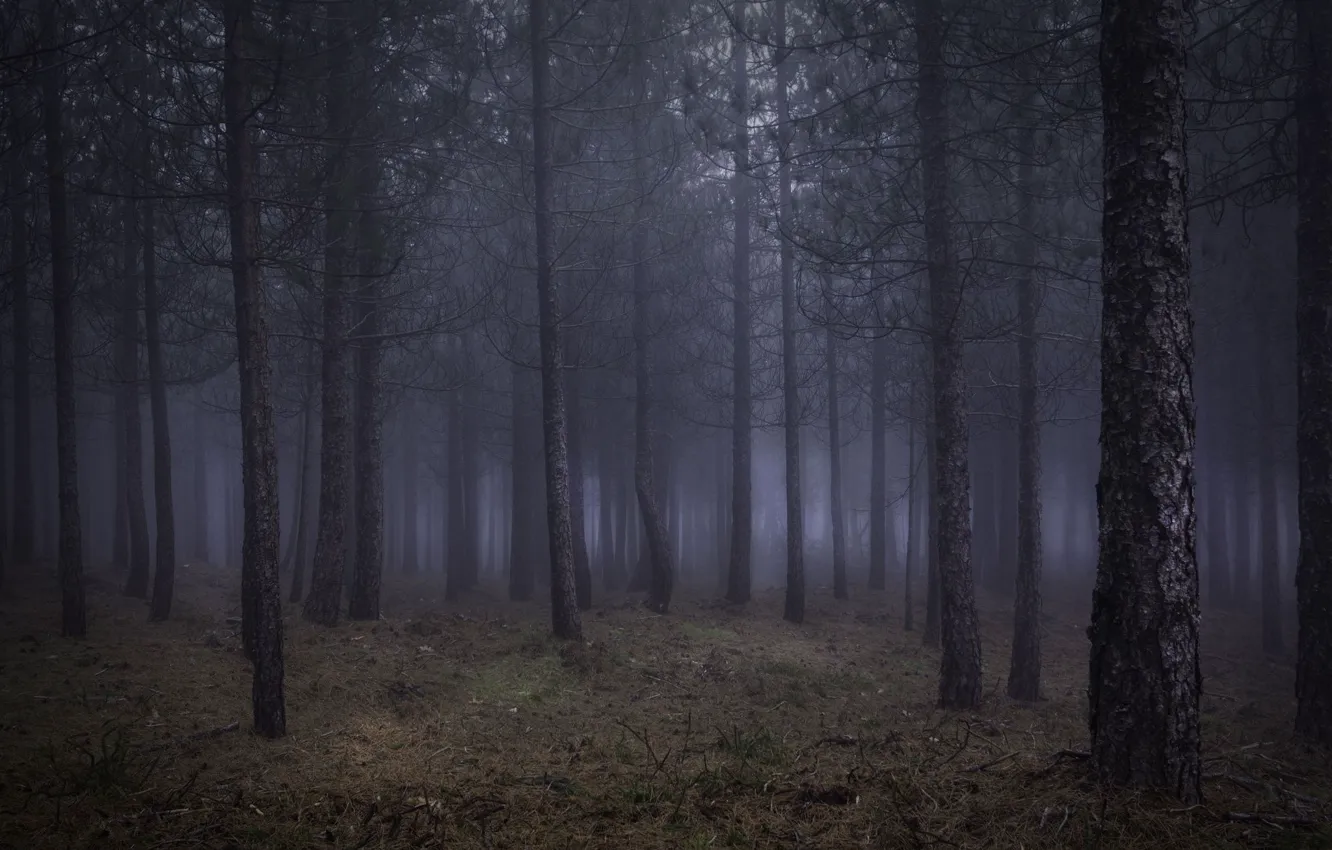 Photo wallpaper forest, trees, nature, fog