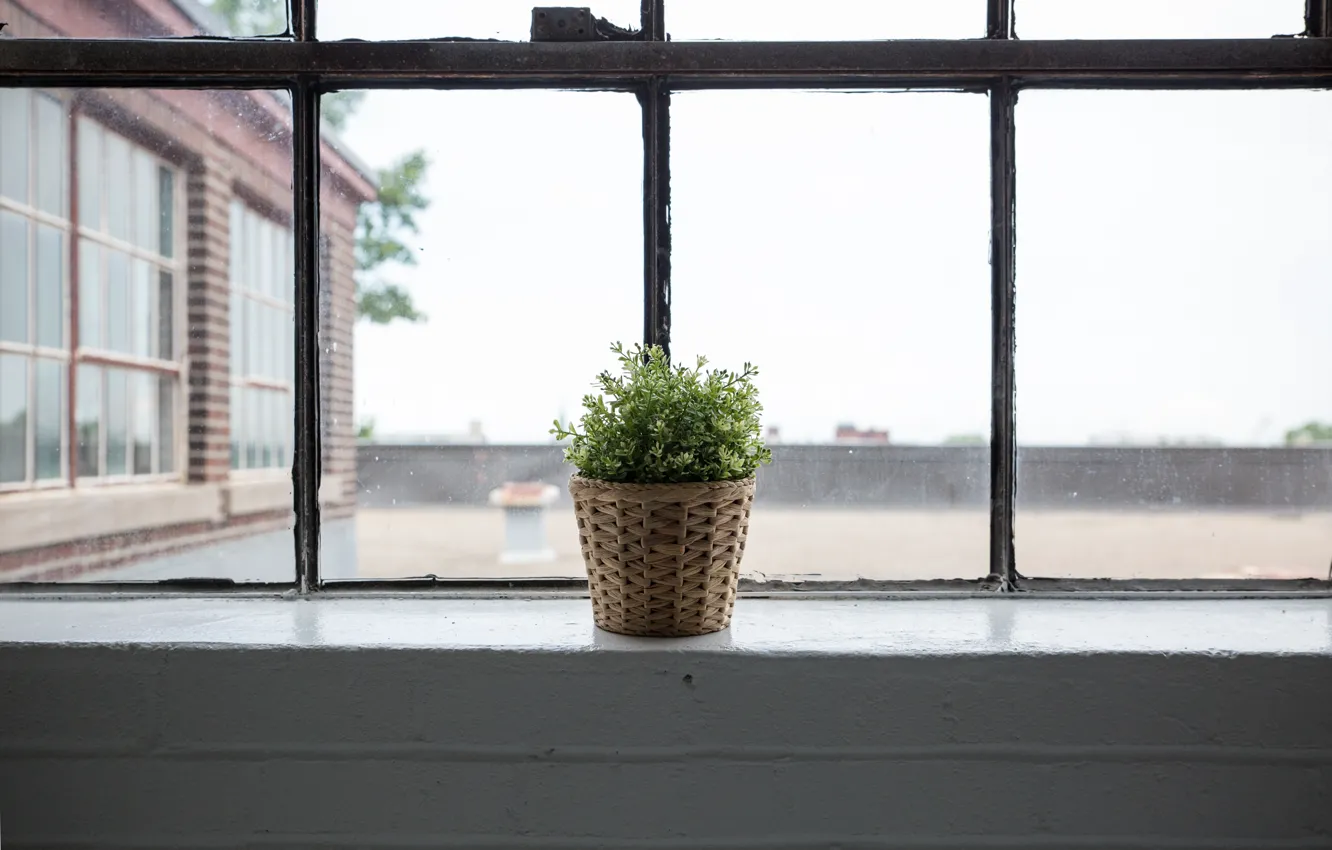 Photo wallpaper plant, window, pot