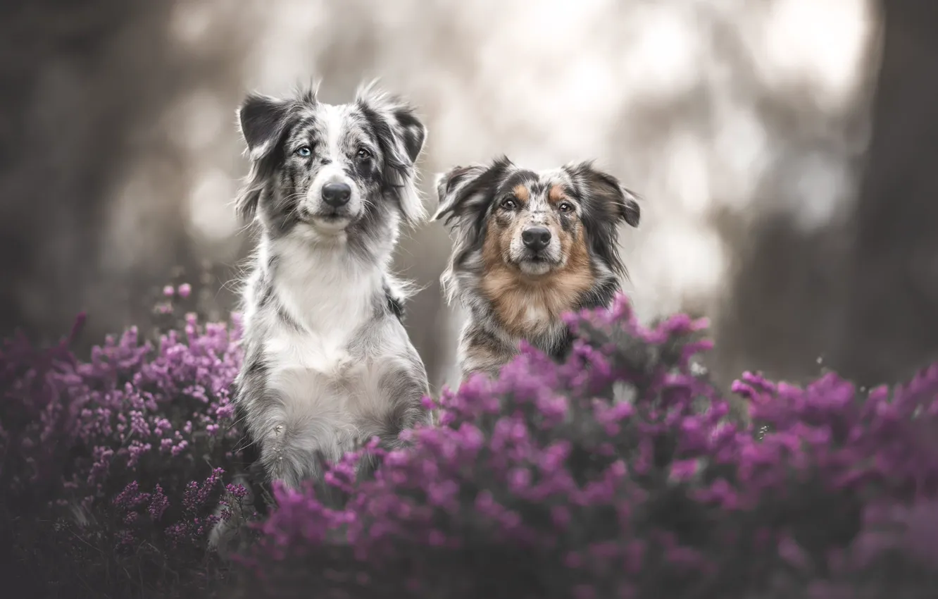 Photo wallpaper look, face, flowers, nature, each, together, portrait, dog
