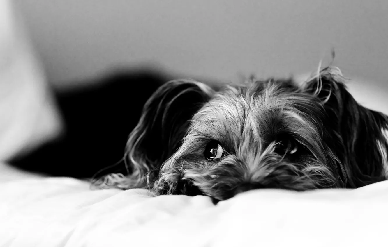 Photo wallpaper sadness, dog, bed