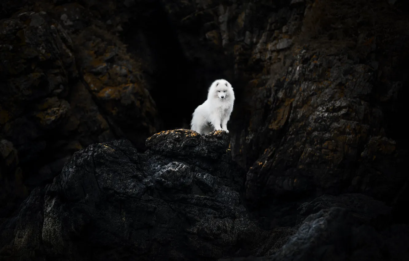 Photo wallpaper rocks, dog, Samoyed