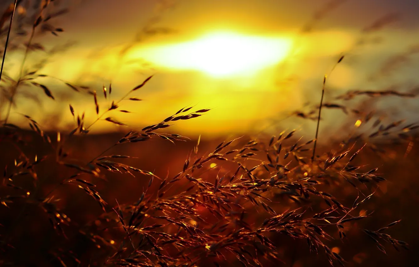 Photo wallpaper grass, sunset, background, scenic, Hi-Res