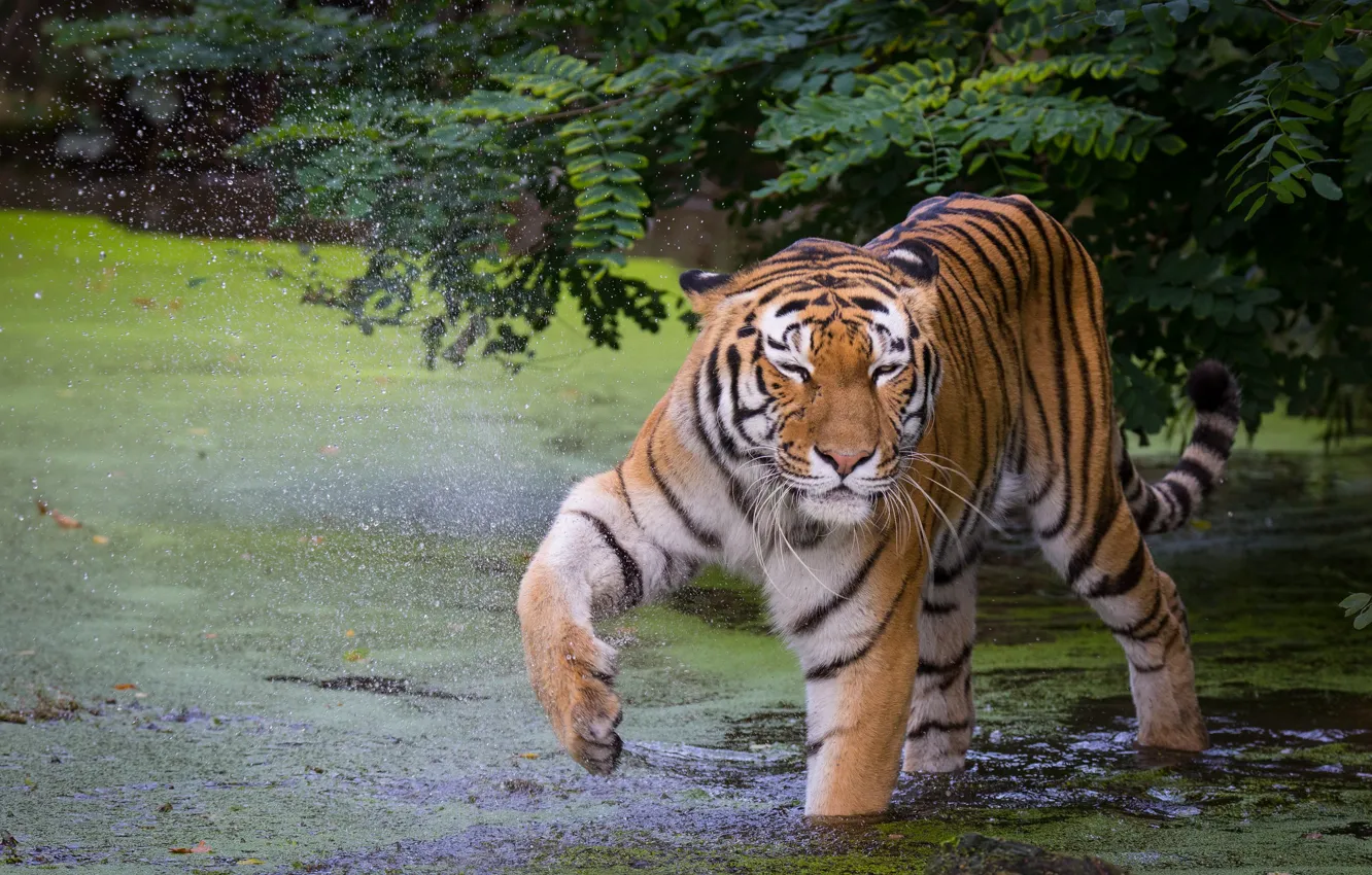Photo wallpaper tiger, pose, paw, bathing, pond