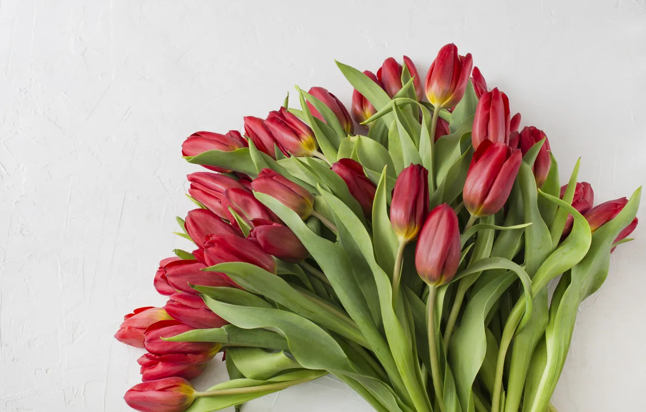 Photo wallpaper flowers, red, bouquet, tulips, red, flowers, beautiful, romantic