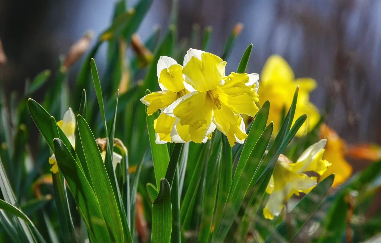 Photo wallpaper greens, flowers, yellow, spring, flowerbed, daffodils, bokeh