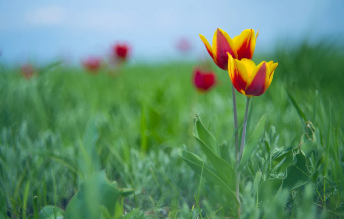 Photo wallpaper flowers, glade, spring, tulips, Duo, bokeh, striped, two-tone