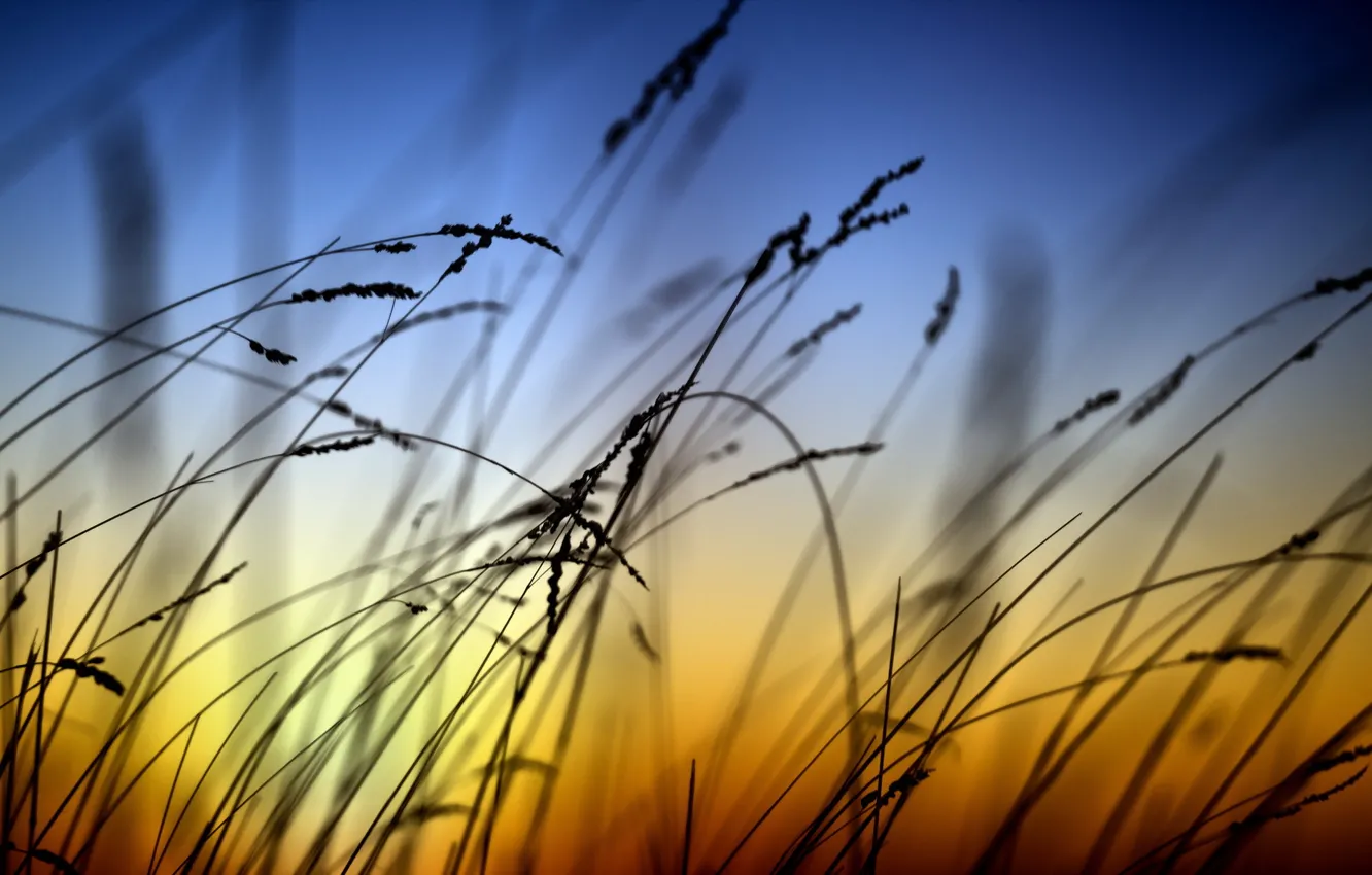 Photo wallpaper grass, sunset, background