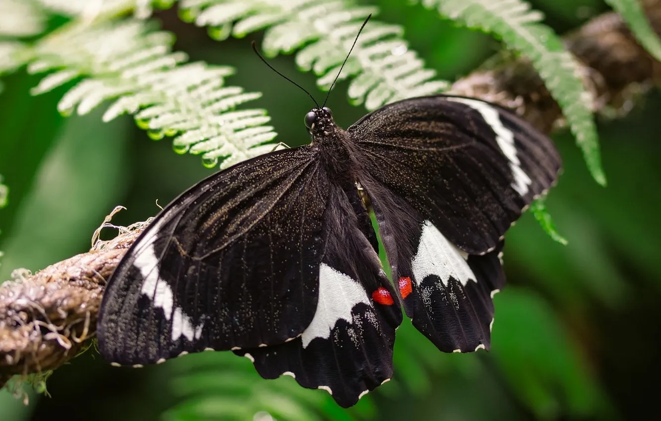 Photo wallpaper butterfly, wings, beautiful, fern, closeup