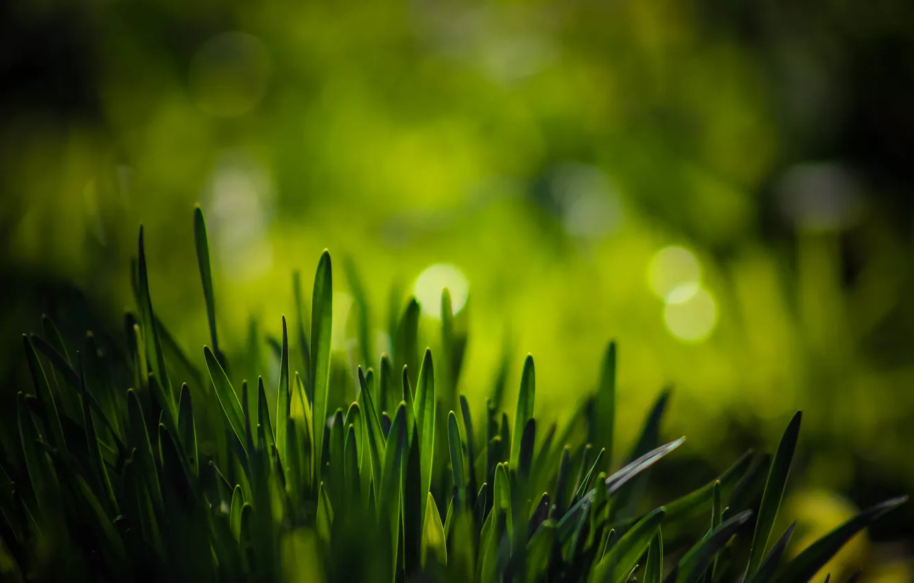 Photo wallpaper greens, grass, macro, bokeh