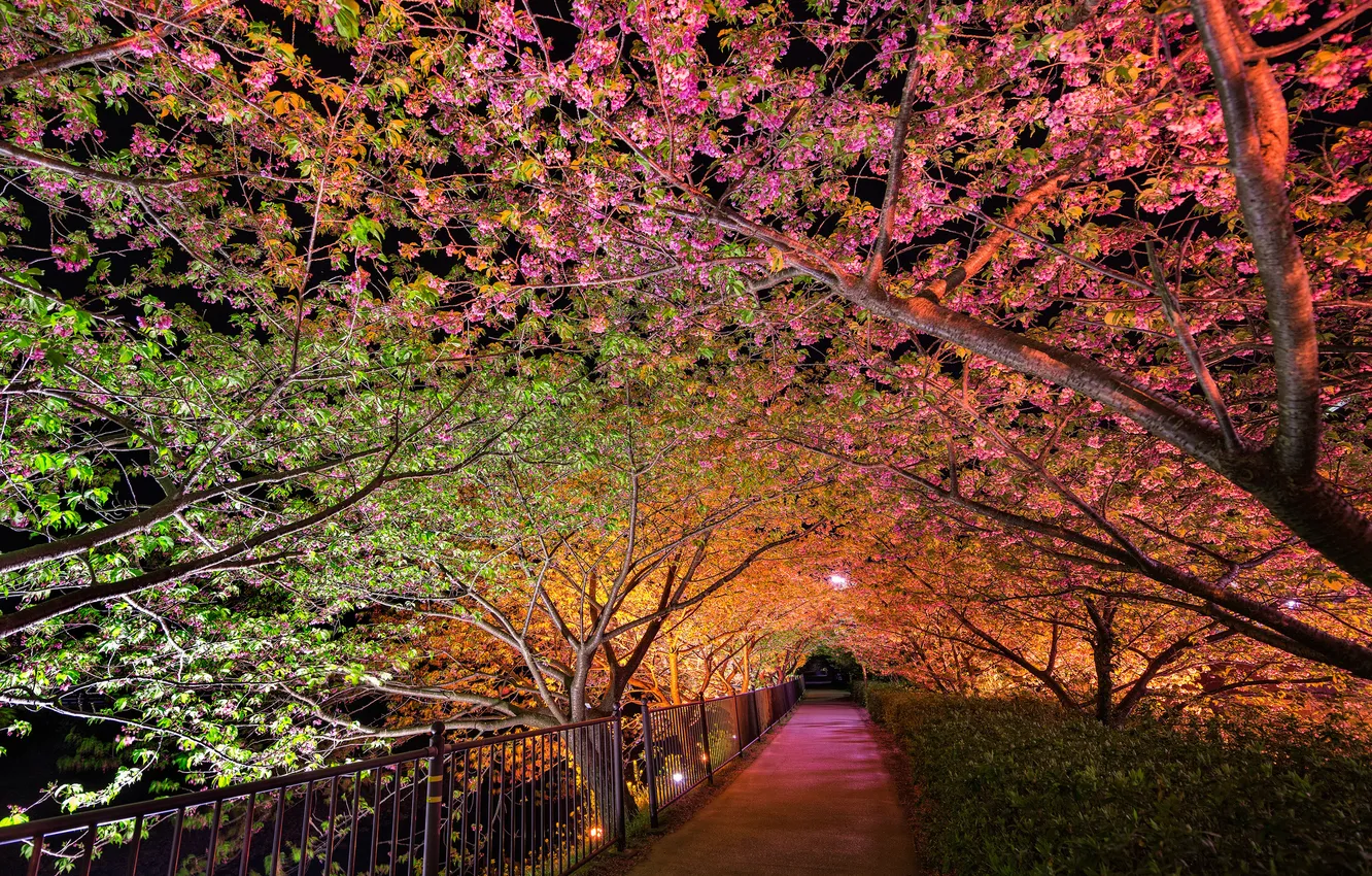 Photo wallpaper night, Park, spring, backlight, alley