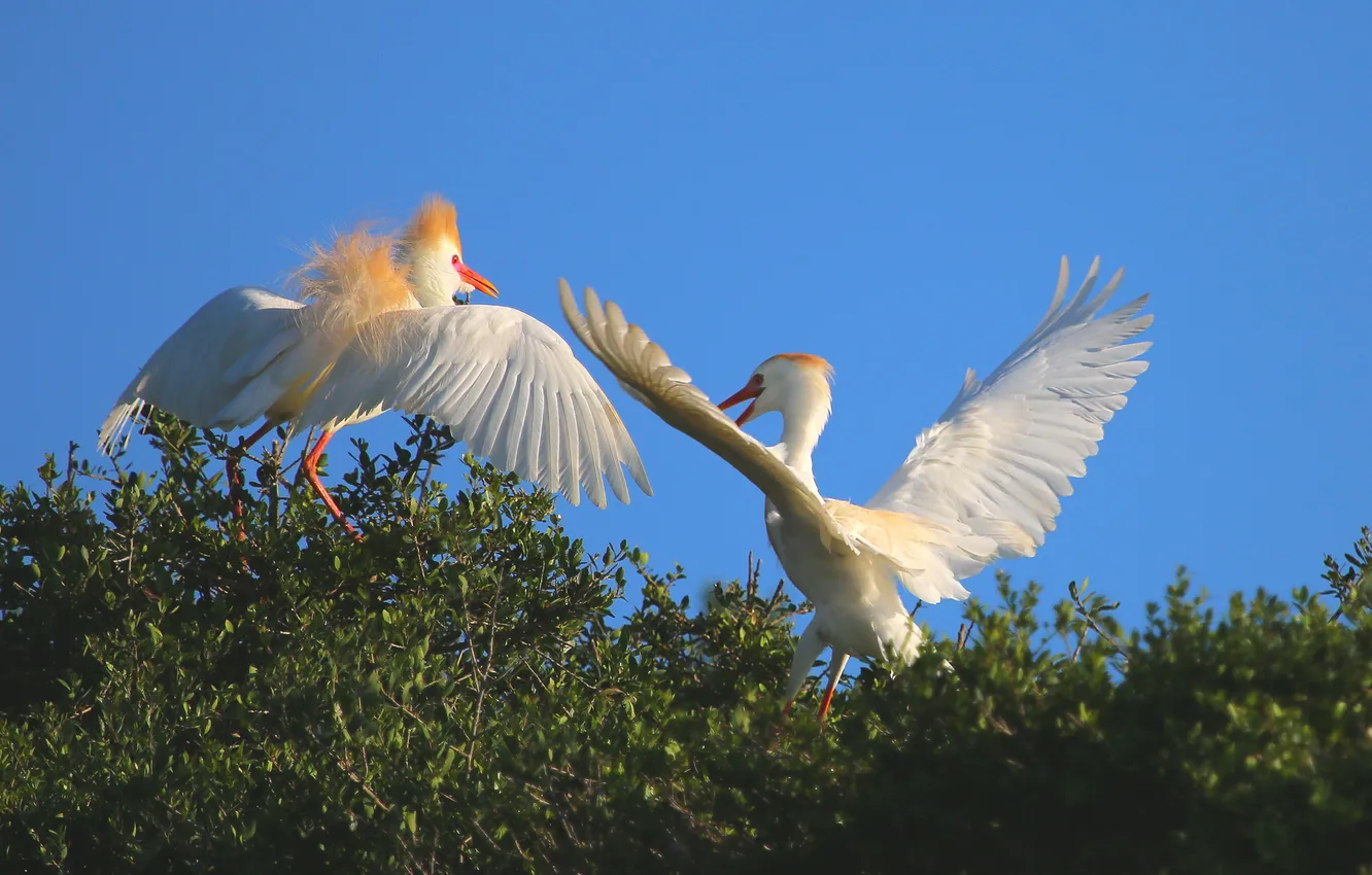 Photo wallpaper the sky, trees, bird, wings, pair