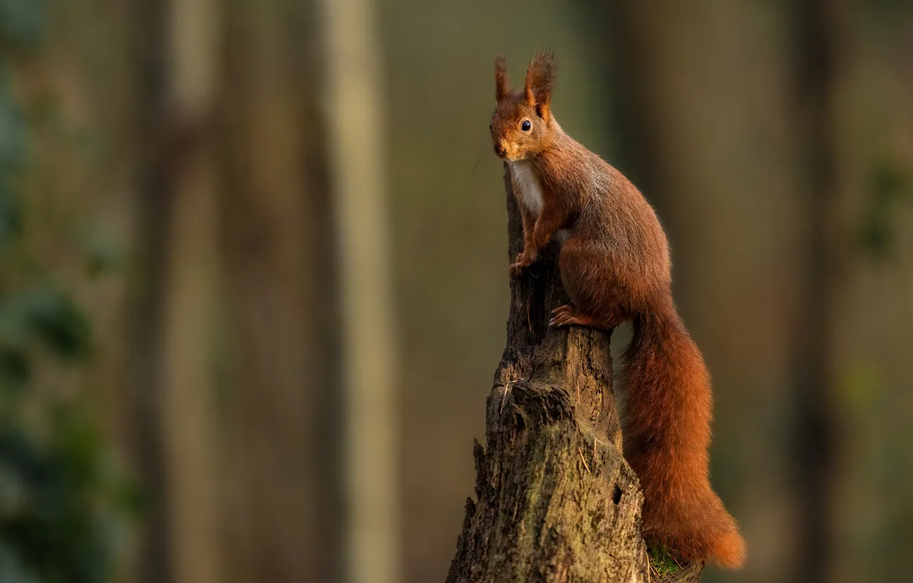 Photo wallpaper stump, protein, red