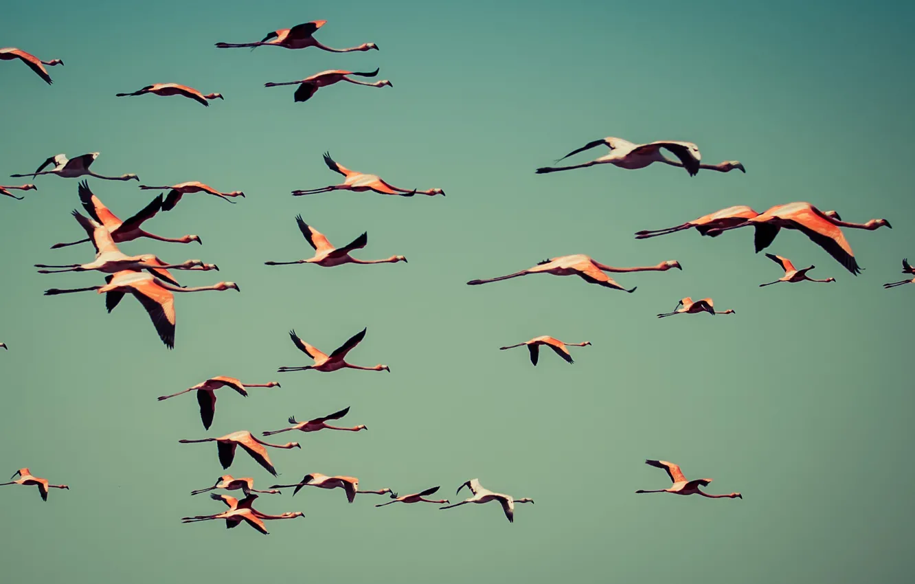 Photo wallpaper sky, flying, Flamingos