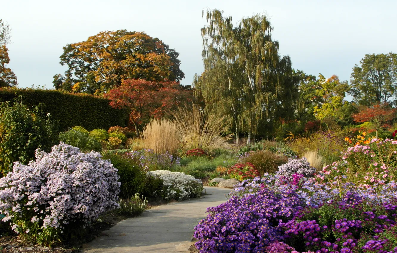 Photo wallpaper trees, flowers, Park, Germany, track, the bushes, asters, Essen