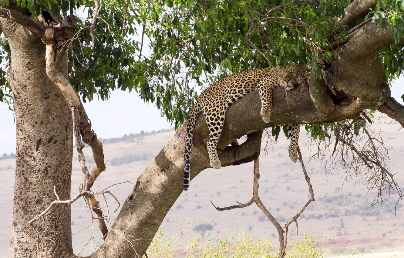 Photo wallpaper stay, sleep, predator, leopard, lies, wild cat, on the tree
