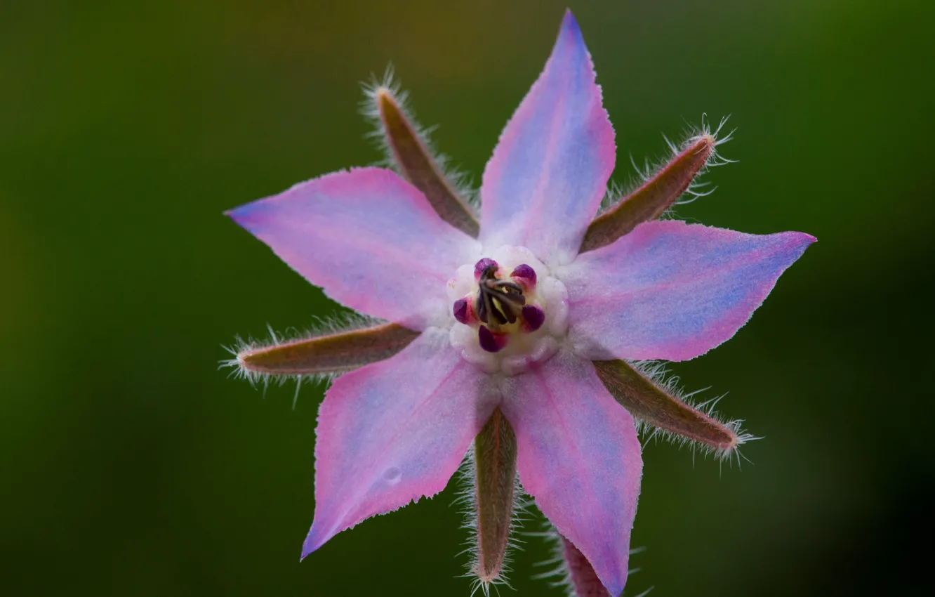 Photo wallpaper macro, nature, petals, borage, borage
