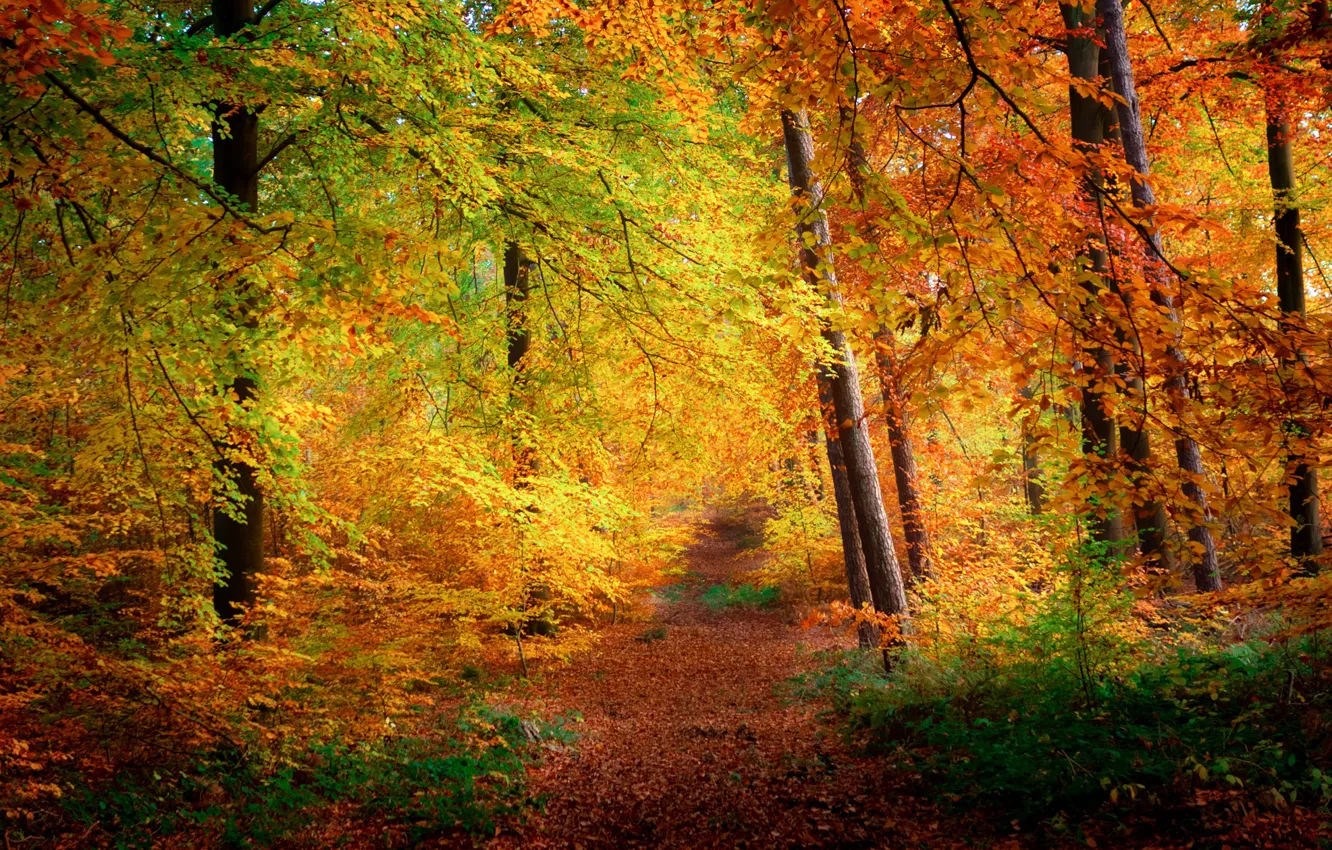 Photo wallpaper autumn, forest, nature