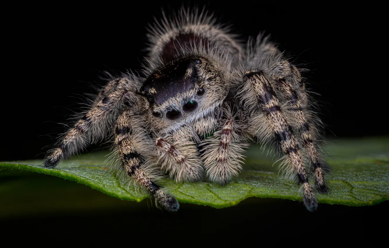 Photo wallpaper look, macro, leaf, spider, black background, jumper, spider, jumping spider