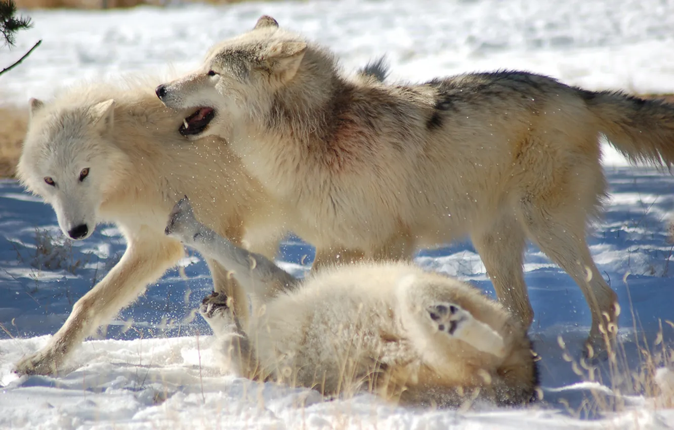 Photo wallpaper Predator, nature, snow, face, animal, wolf, canis lupus, wildlife