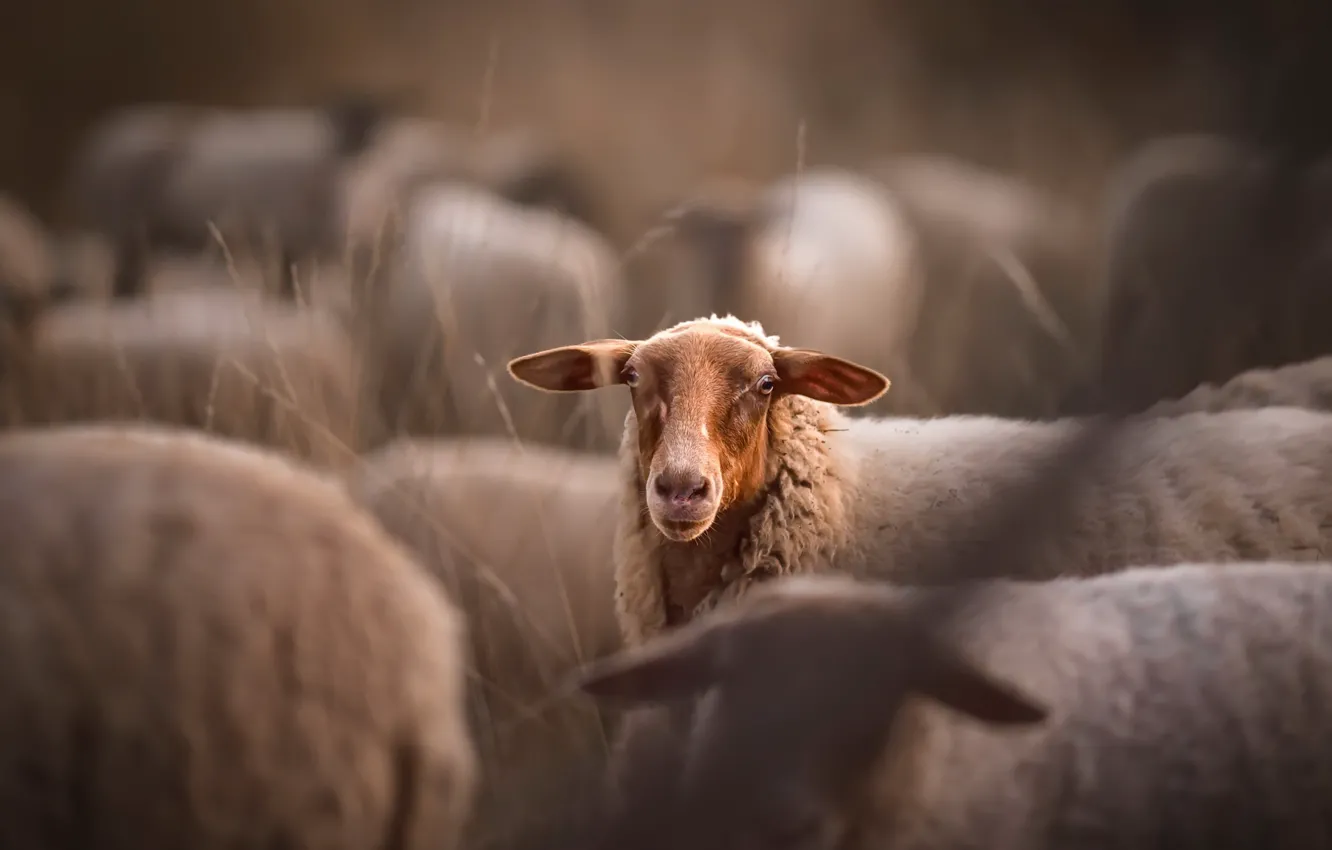 Photo wallpaper nature, background, sheep