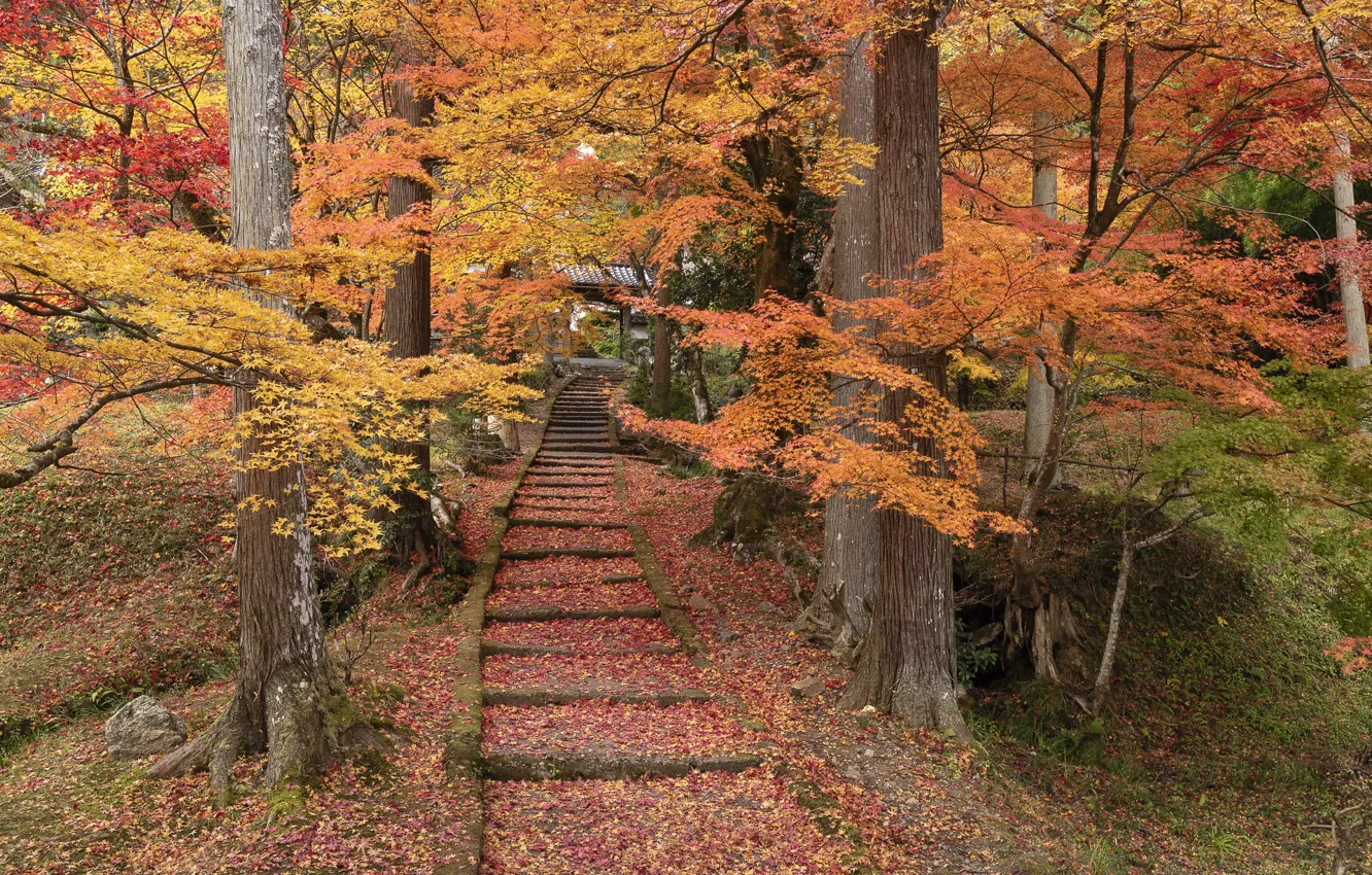 Photo wallpaper autumn, trees, Park, foliage, Japan